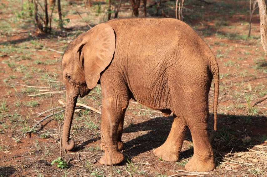 Meaco raises £60,000 to care for orphaned elephants in Zambia