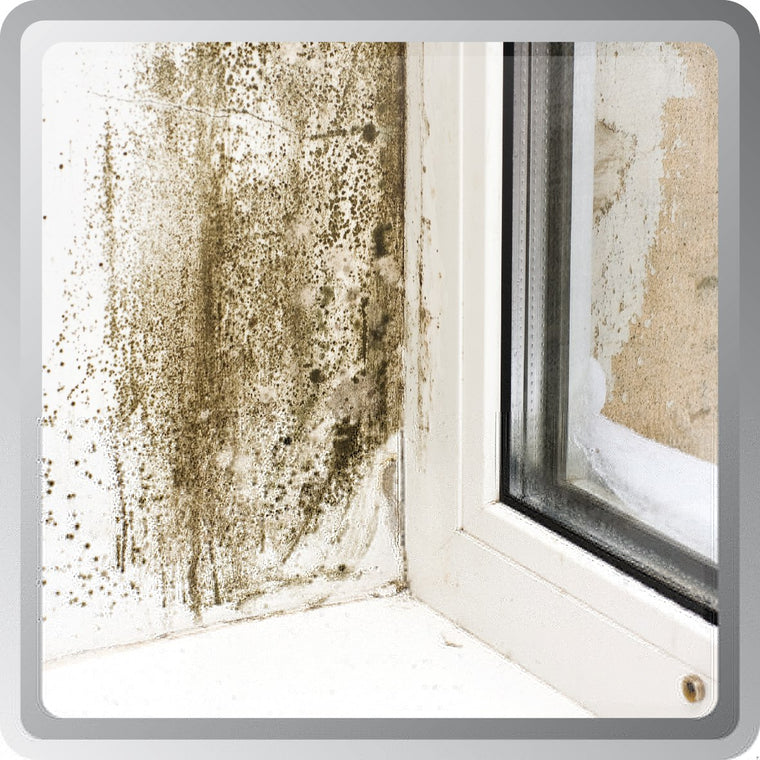 Damp conditions creating mould