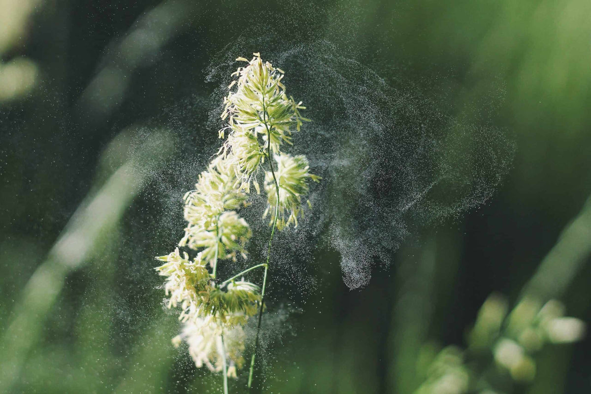 Alternative ways to combat hay fever symptoms as shortage of medicine affects UK Chemists