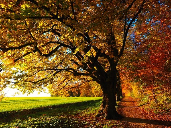 UK's Indian Summer sees MeacoFan sales soar in September