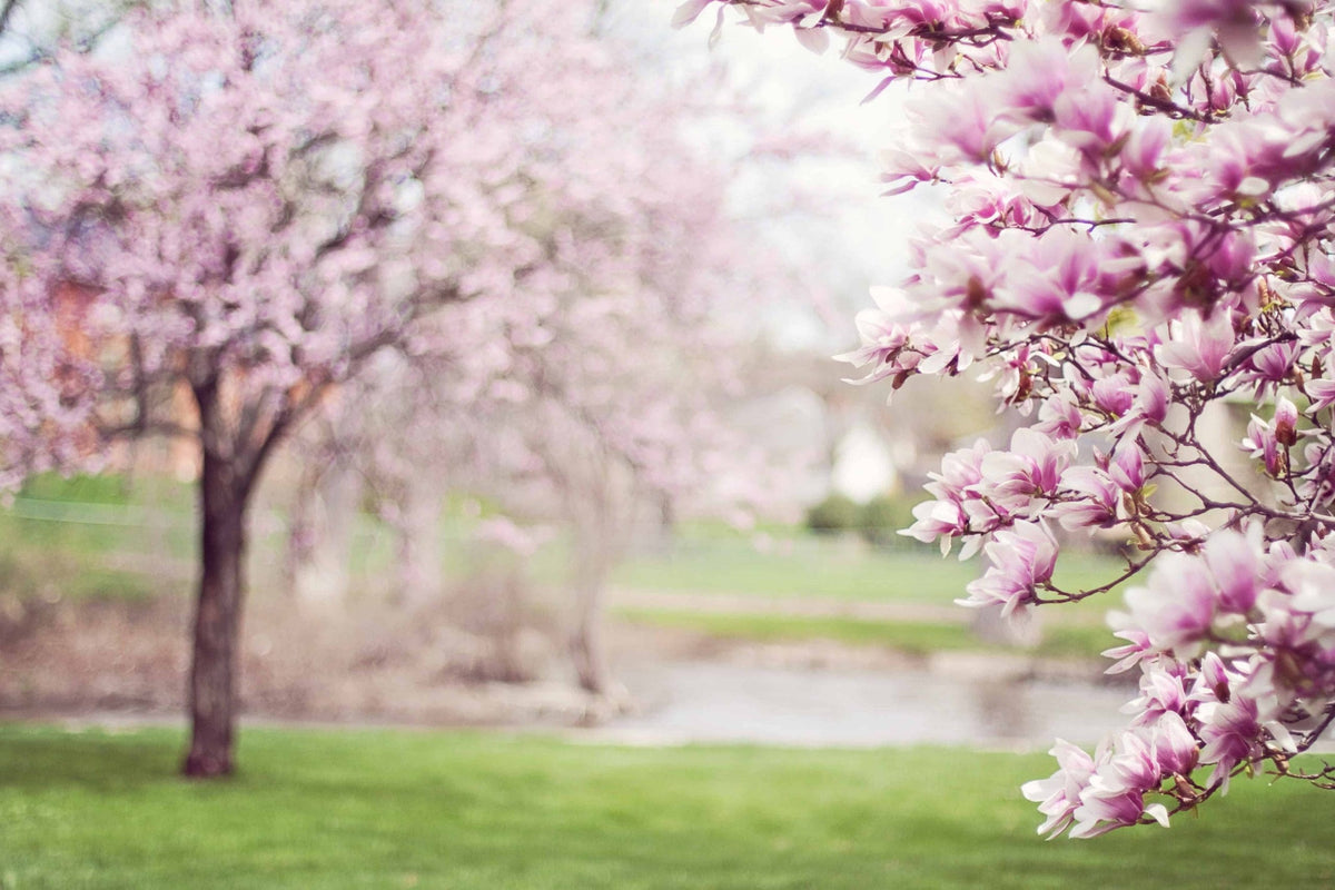 How to choose the right air purifier for hayfever sufferers