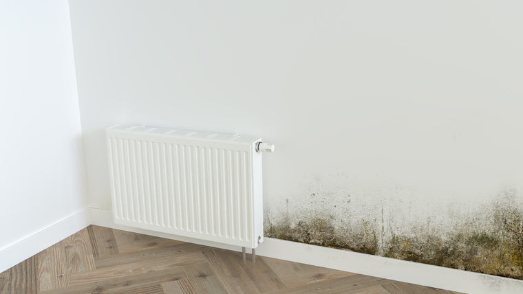 How to treat and prevent mould in damp homes
