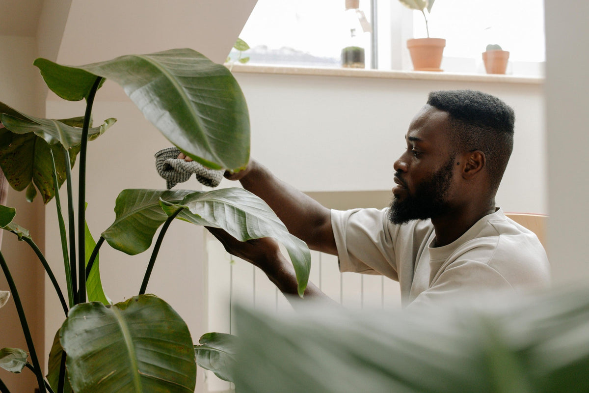 Man with plant in clean home