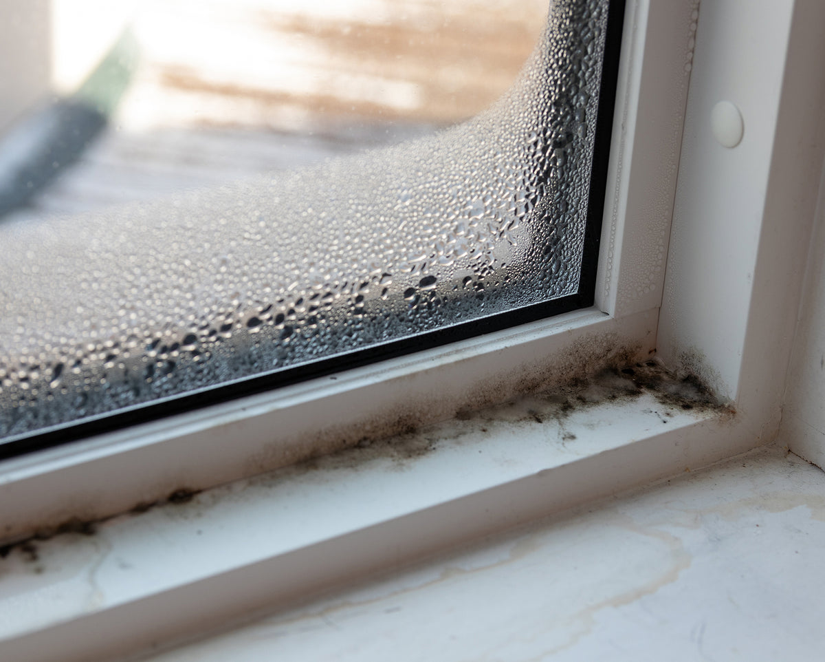 Tackle damp & mould